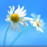 Windows 8 Pro
